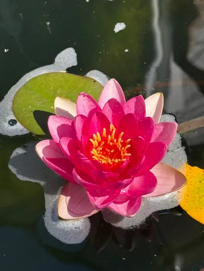 A vivid pink water lily with a golden center, floating on dark water beside a green lily pad.